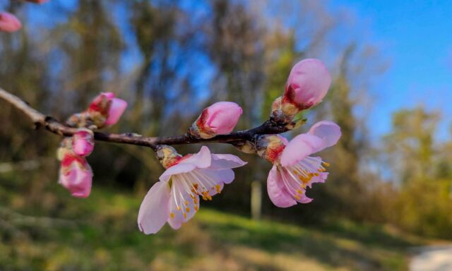  Pflanze des Monats: Mandelbaum 