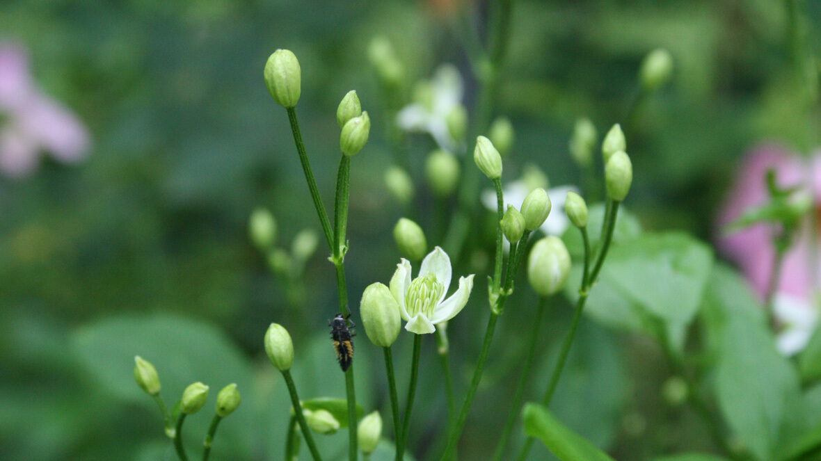 Mandschurische Waldrebe (Clematis mandshurica)