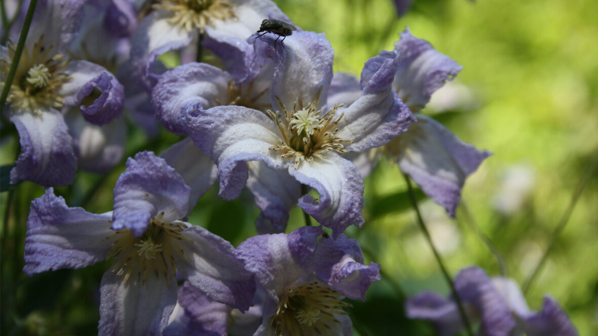 Waldrebe (Clematis 'Hanna')