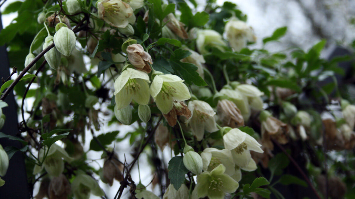 Waldrebe (Clematis cirrhosa)