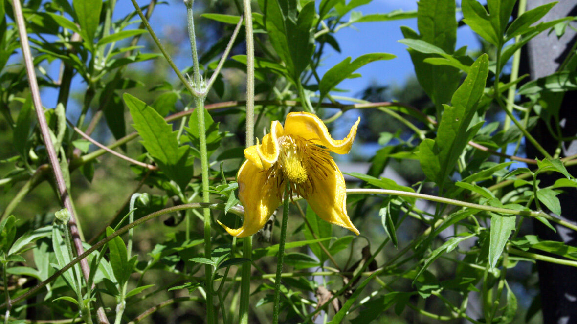 Orientalische Waldrebe (Clematis orientalis)