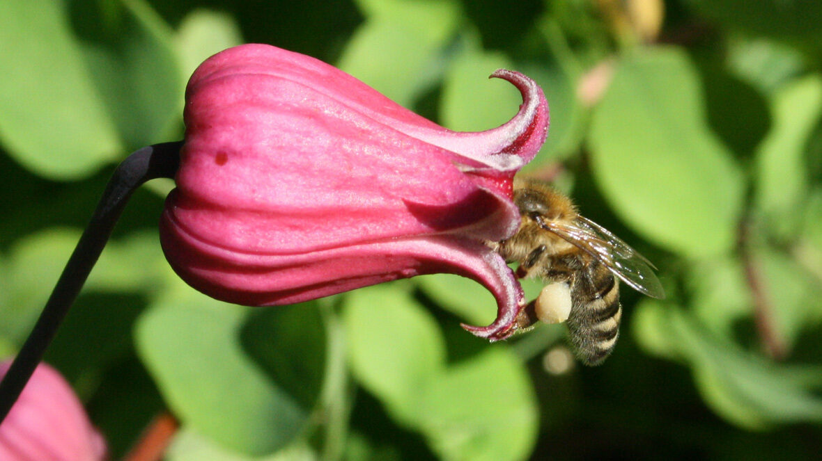 Braunblütige Waldrebe (Clematis viorna)
