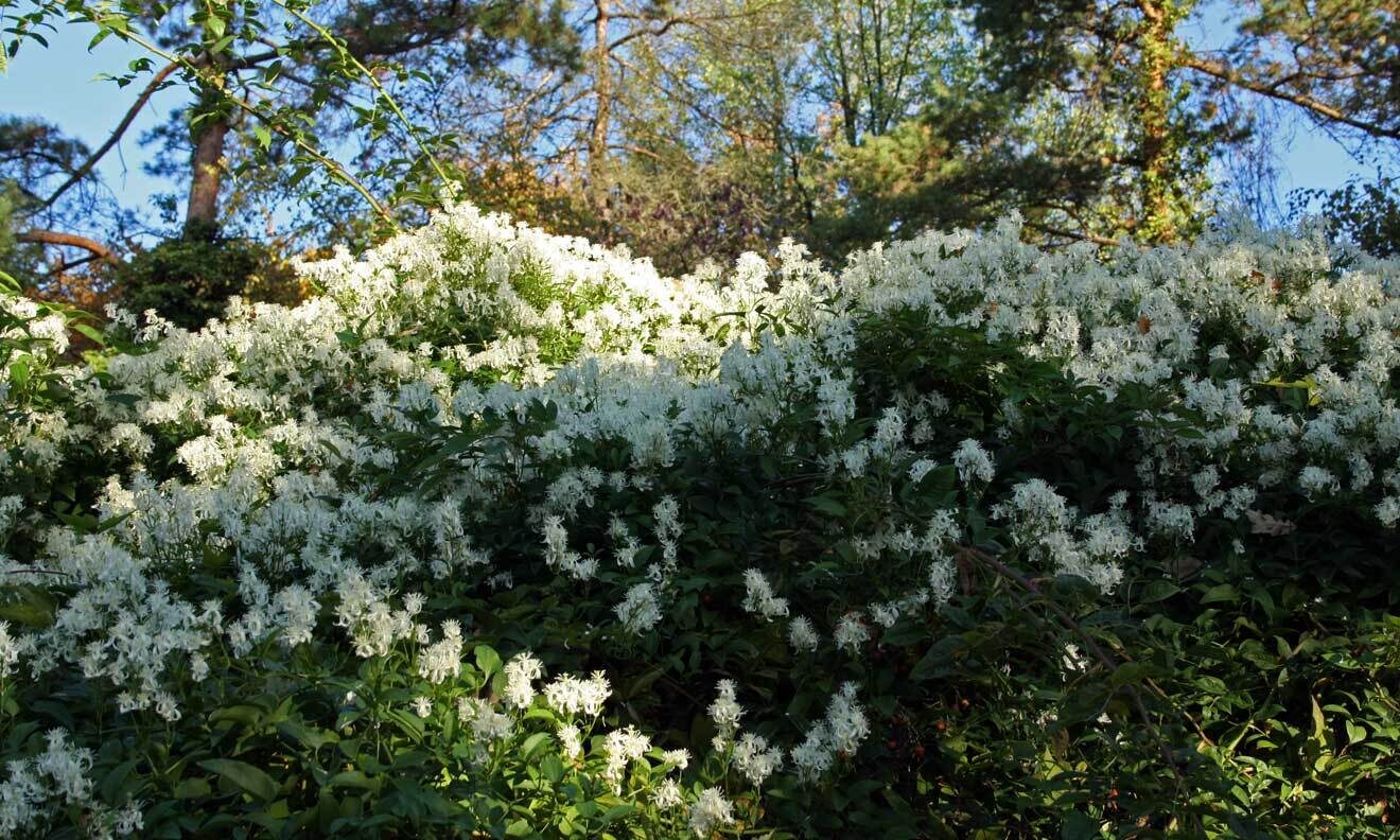 Rispenblütige Waldrebe (Clematis terniflora)