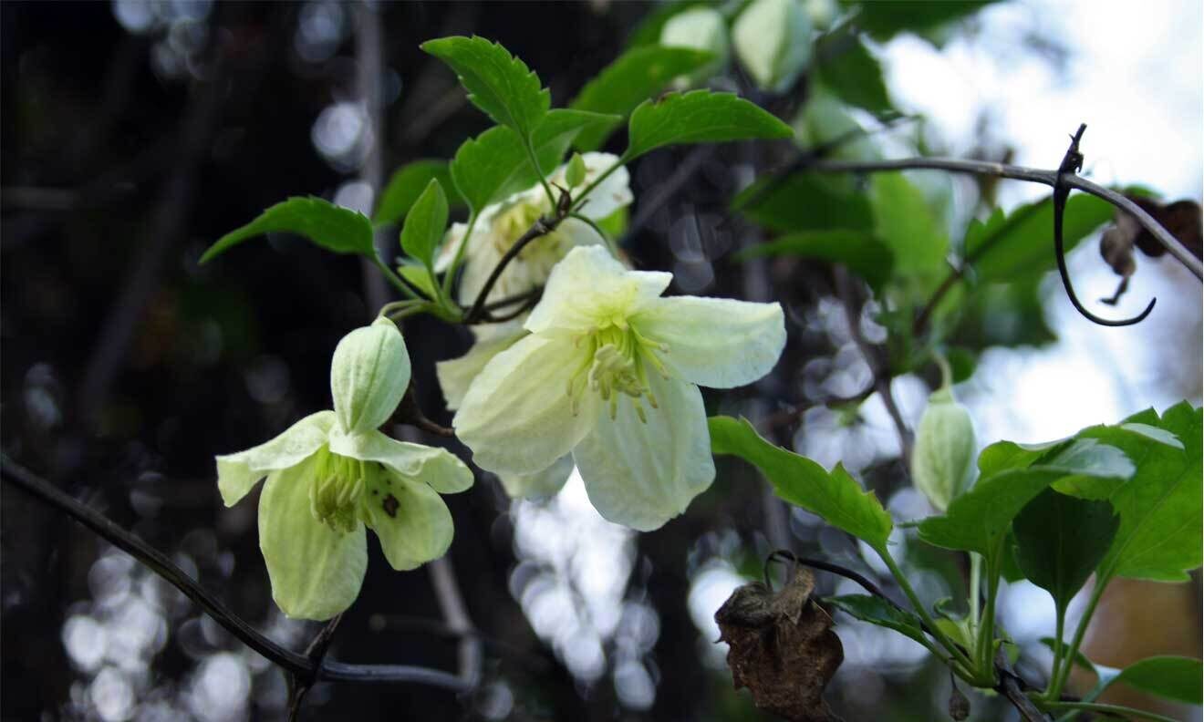 Clematis cirrhosa