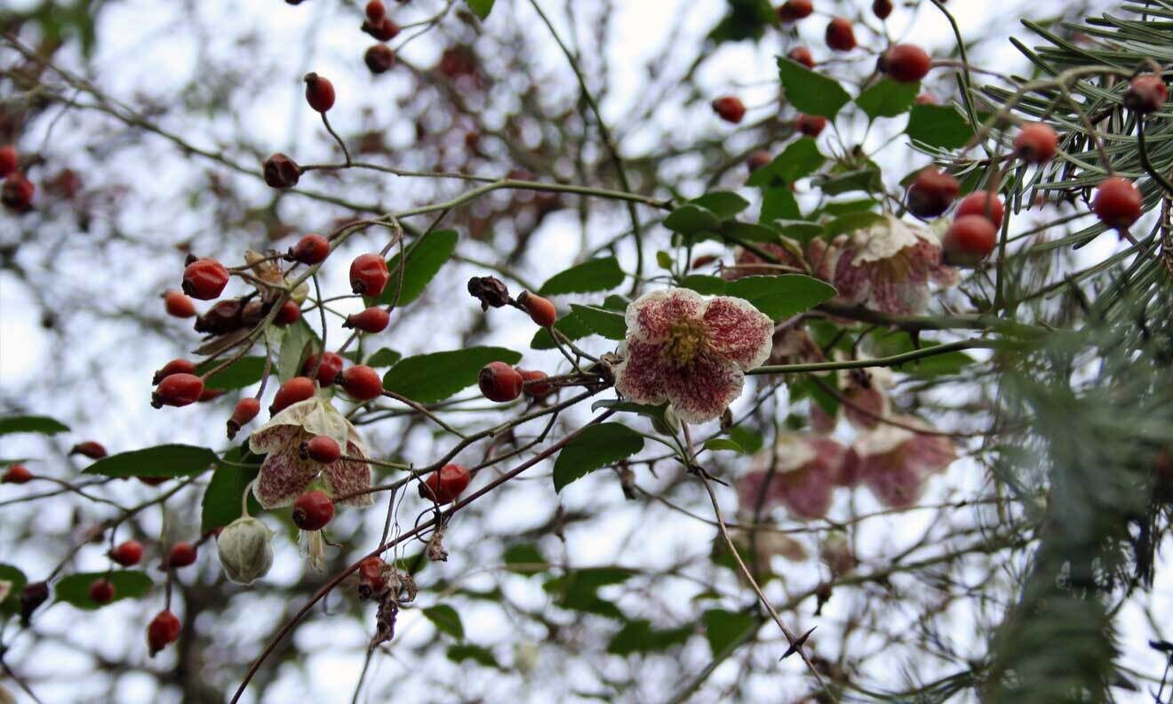 Balearische-Waldrebe (Clematis cirrhosa 'Freckles')