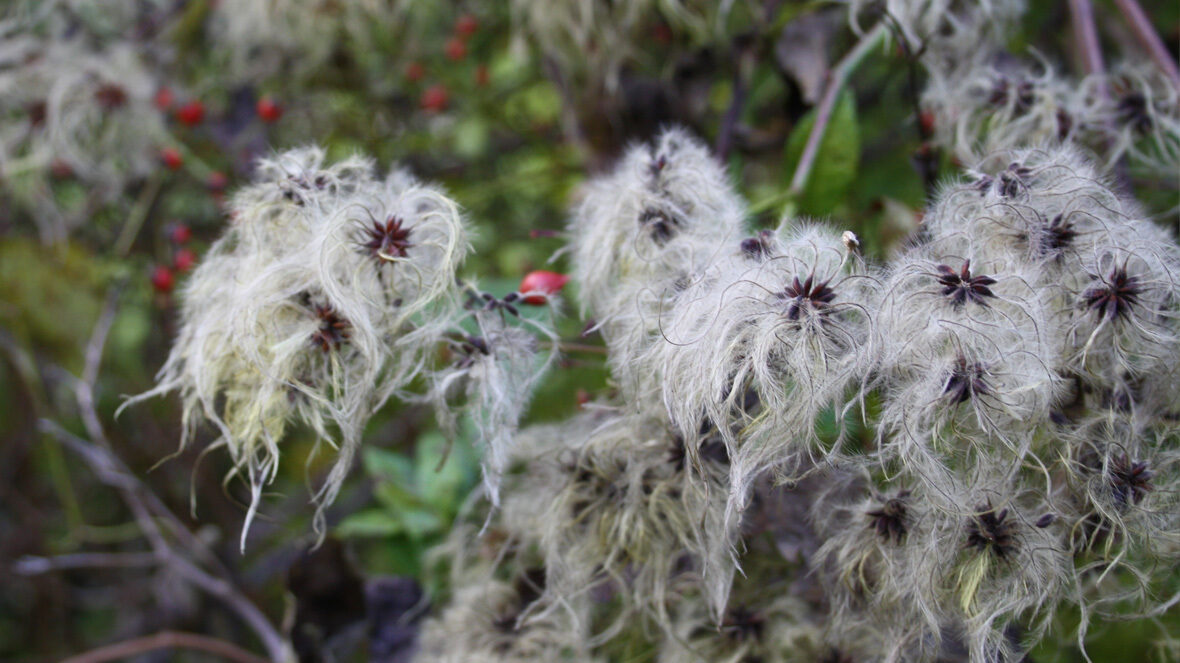 Clematis vitalba auf Rosa multiflora