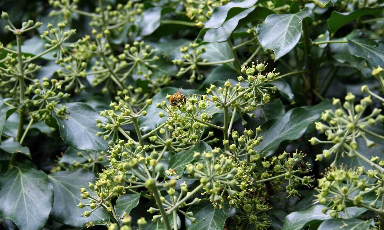 Efeu (Hedera helix)