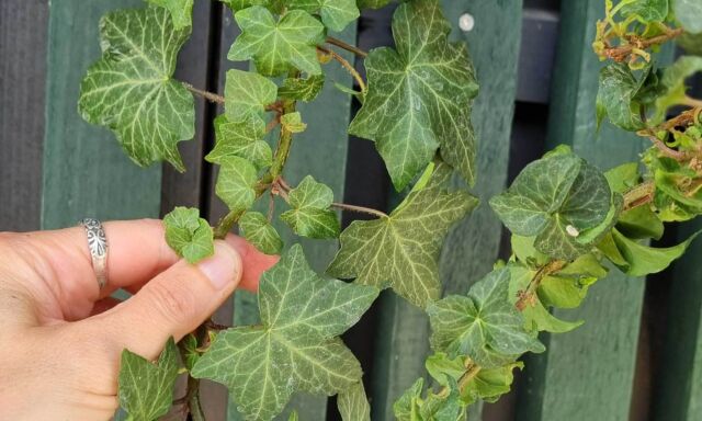  Herausgeputzter Efeu 