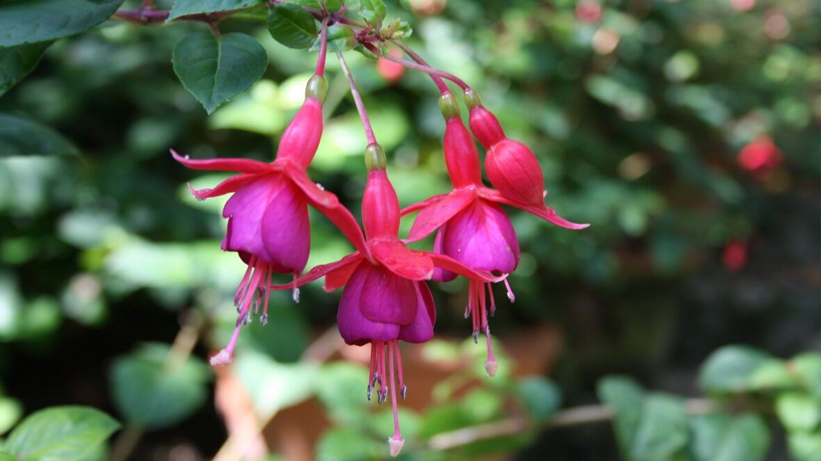 Fuchsie (Fuchsia 'Brüglingen')