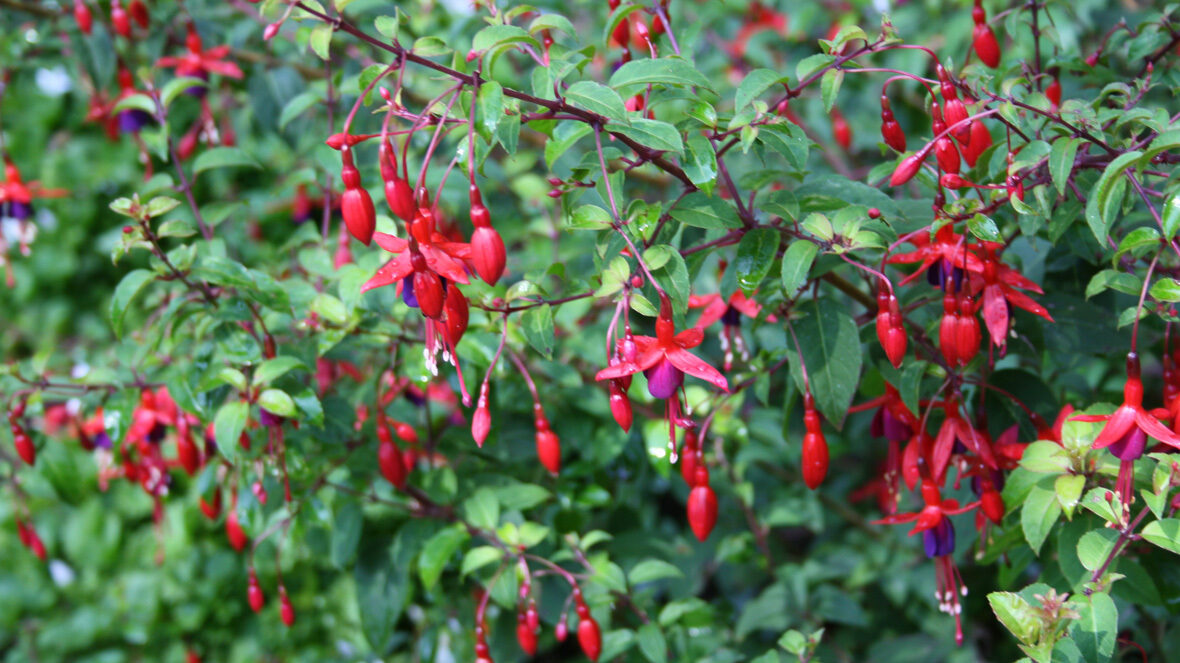 Winterharte Fuchsie (Fuchsia 'Vielliebchen')