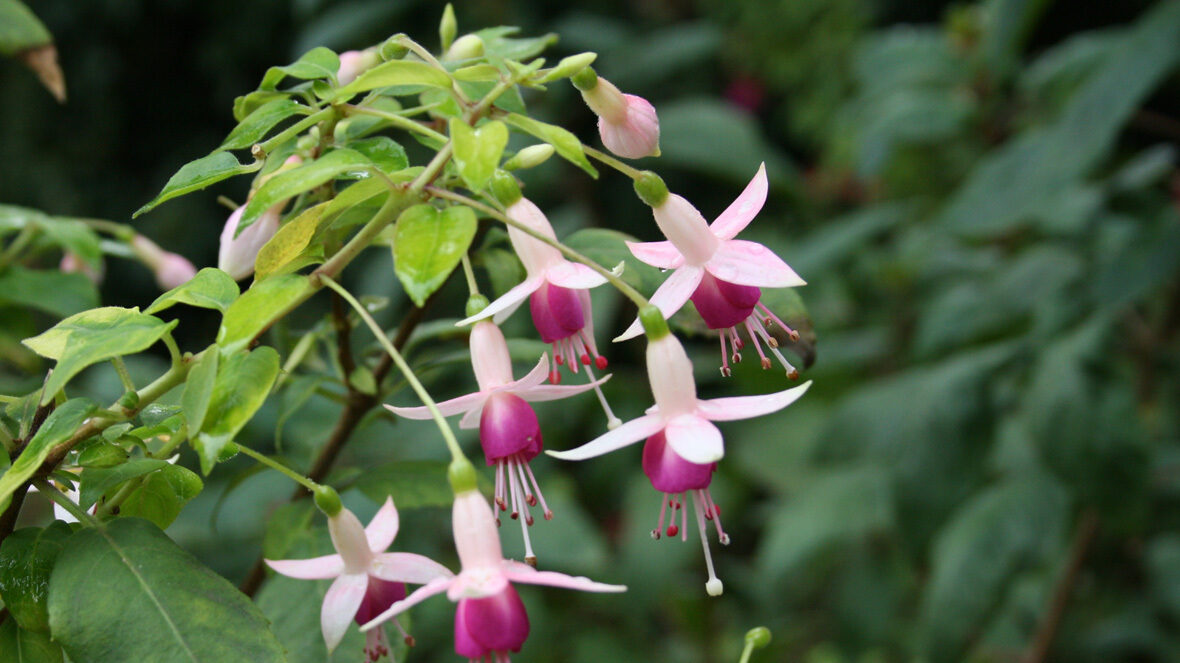 Fuchsie (Fuchsia 'Minirose')