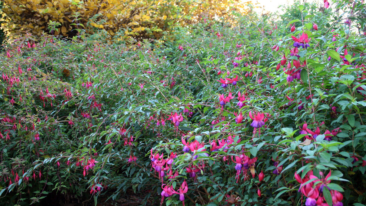 Verschiedene winterharte Fuchsien
