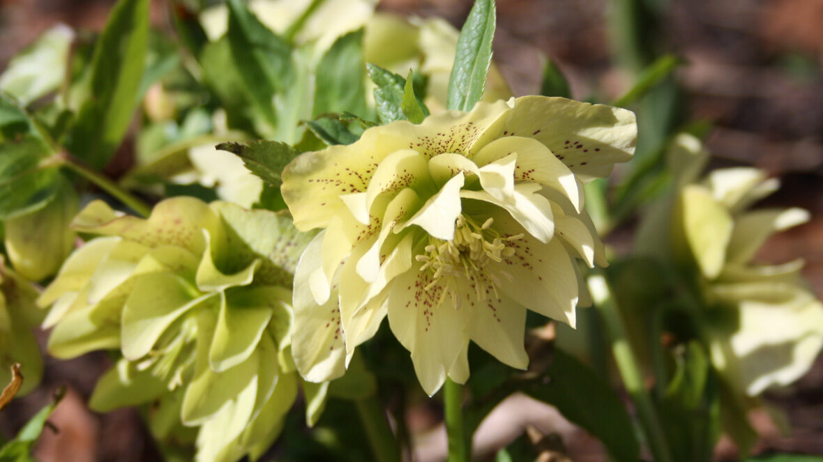 Lenzrose (Helleborus Orientalis-Hybride)