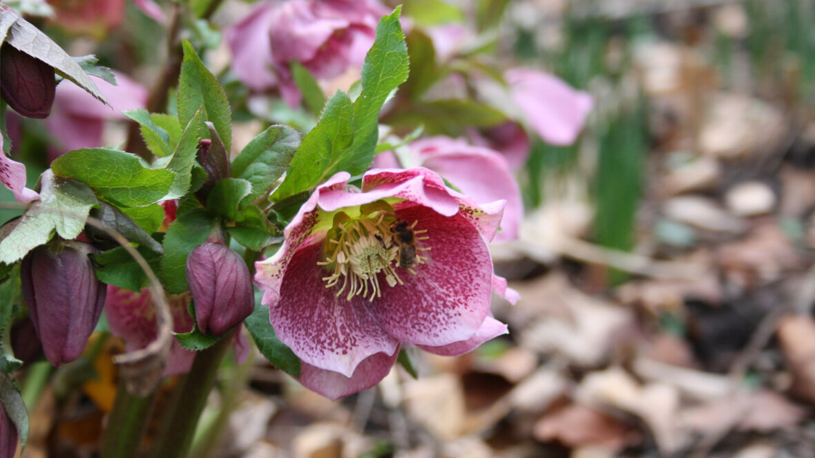 Nieswurz (Helleborus Hybride (mit Biene!))