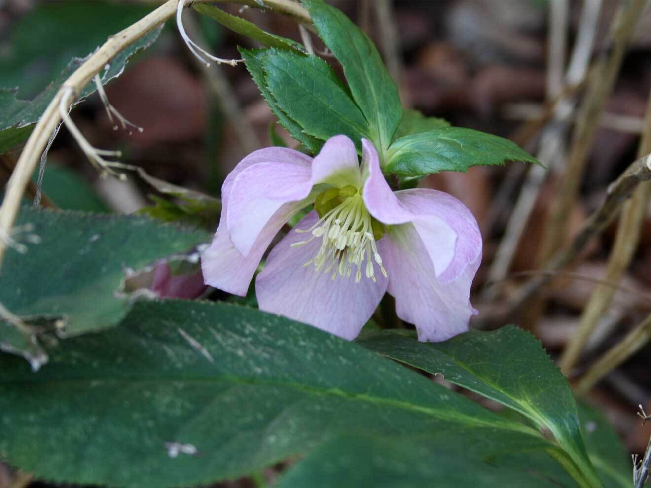 Nieswurz (Helleborus orientalis-Hybride)