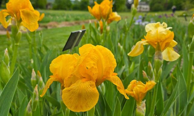  Die ersten Iris blühen! 
