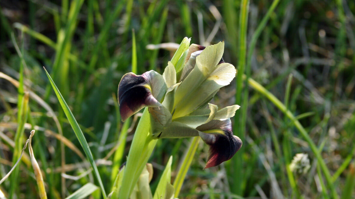 Iris tuberosa