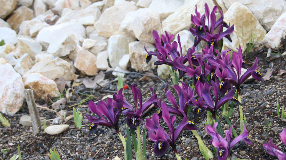 Iris reticulata 'J.S.Dijt'
