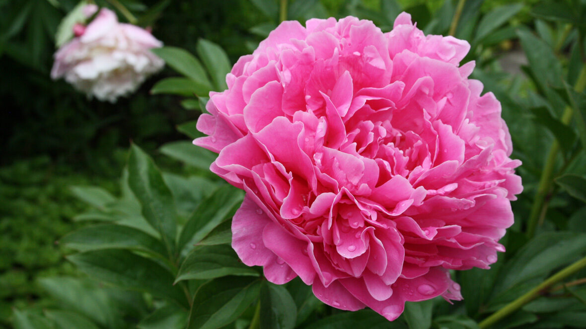 Pfingstrose (Paeonia 'Mme E. Debatene')