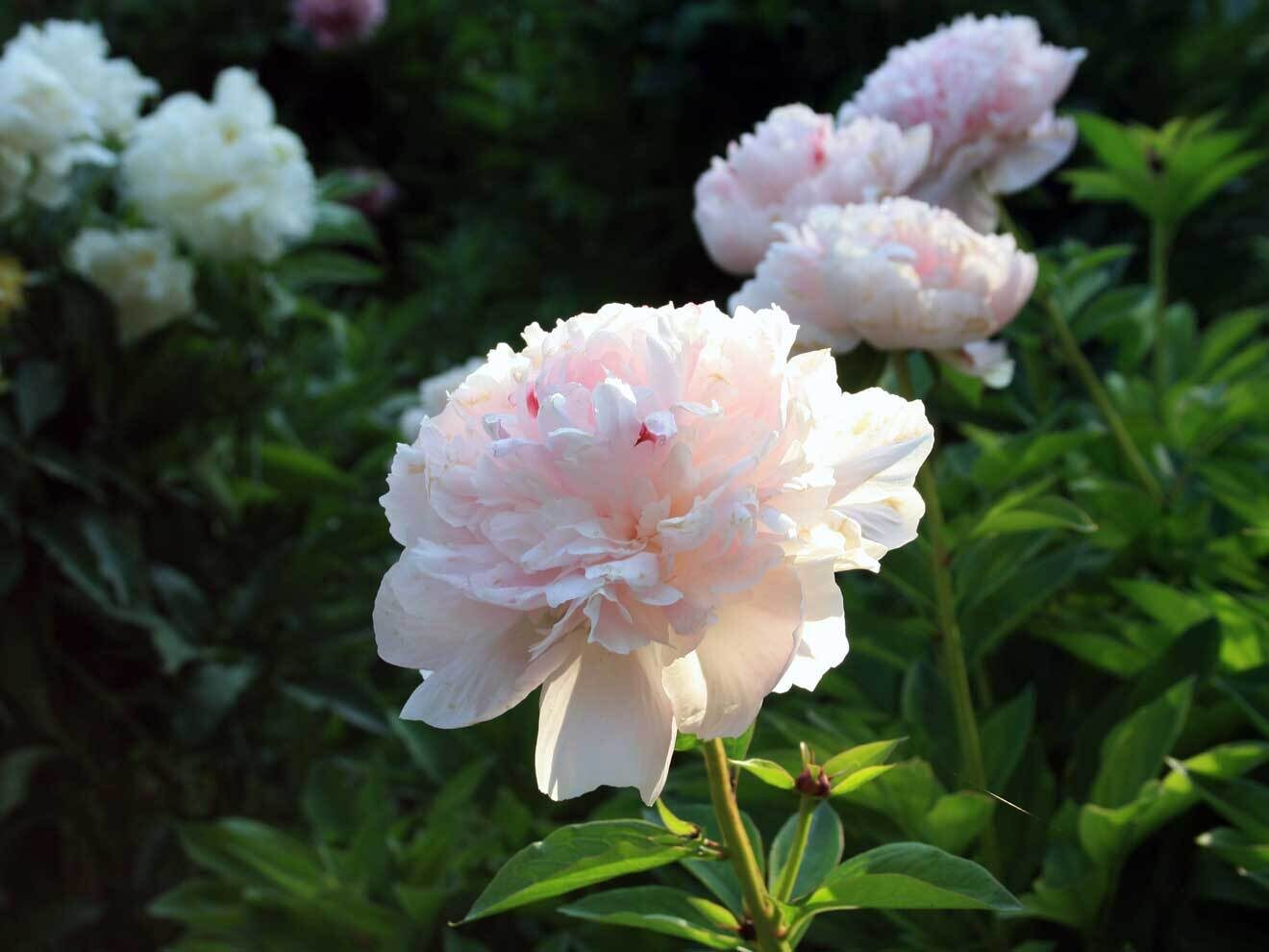 Paeonia 'La Perle'