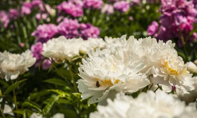  Pünktlich zu Pfingsten 