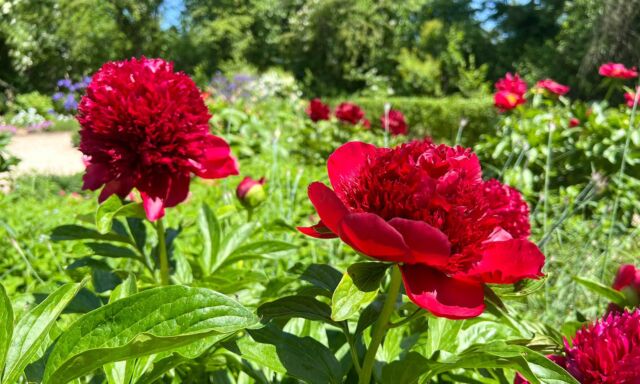  Prächtige Pfingstrosen 