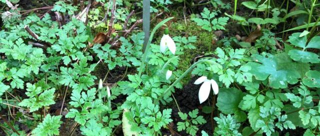  Die ersten Schneeglöckchen blühen 