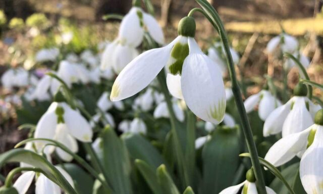  Die Schneeglöckchen blühen 