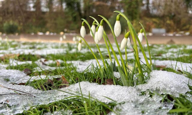  Was, schon Schneeglöckchen? 