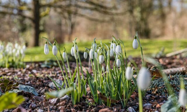  Die Schneeglöckchen ziehen um 