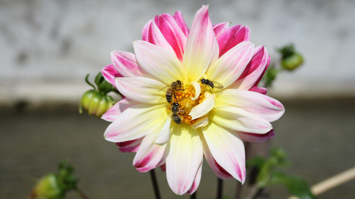 Dahlie (Dahlia 'Weiss-Rosa-Gelbe von Trubschachen')