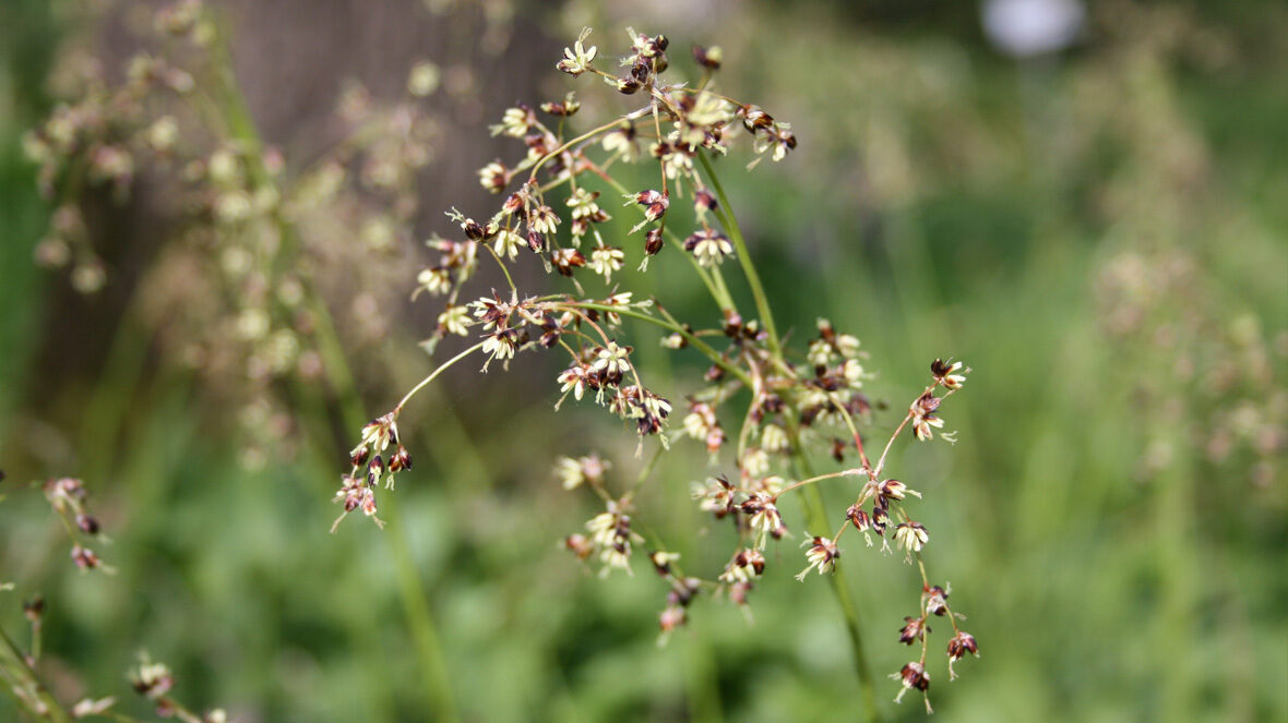 Hainsimse (Luzula sylvatica)