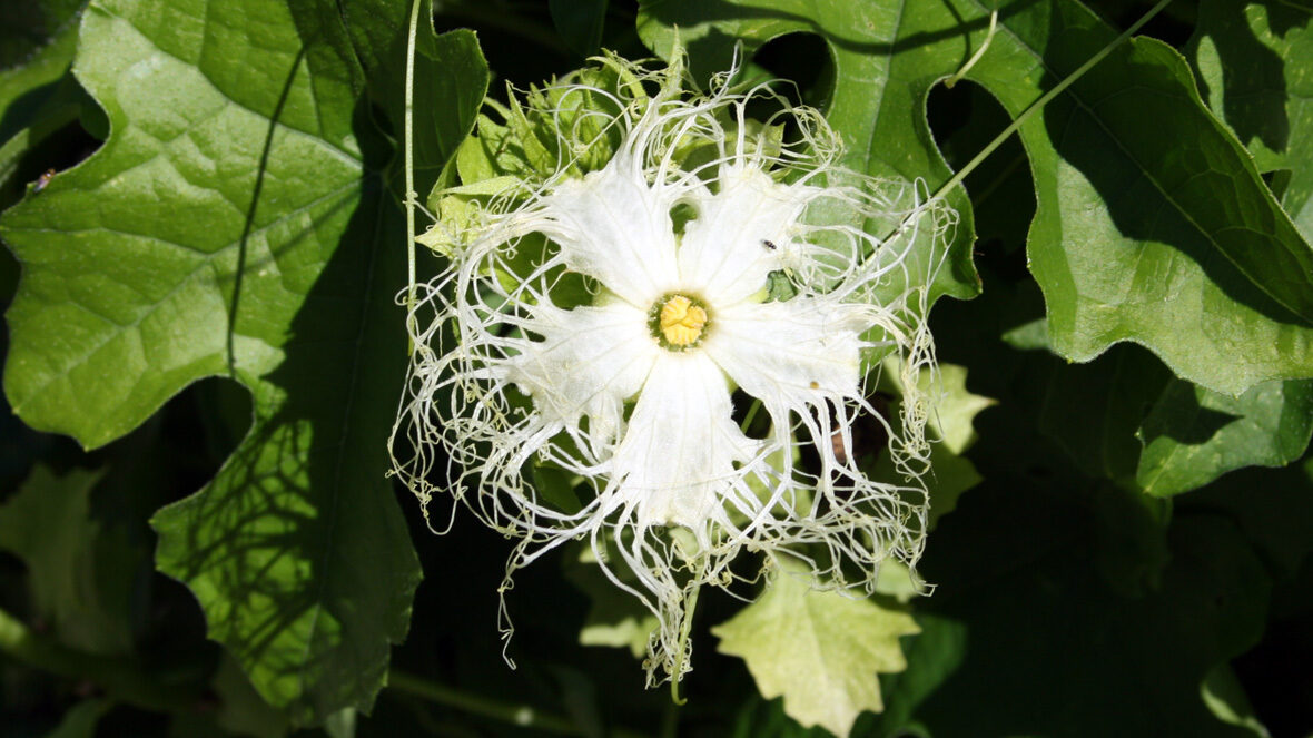 Schlangenhaargurke (Trichosanthes kirilowii)