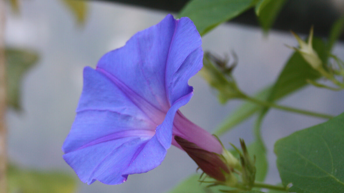 Prunkwinde (Ipomoea hederacea)