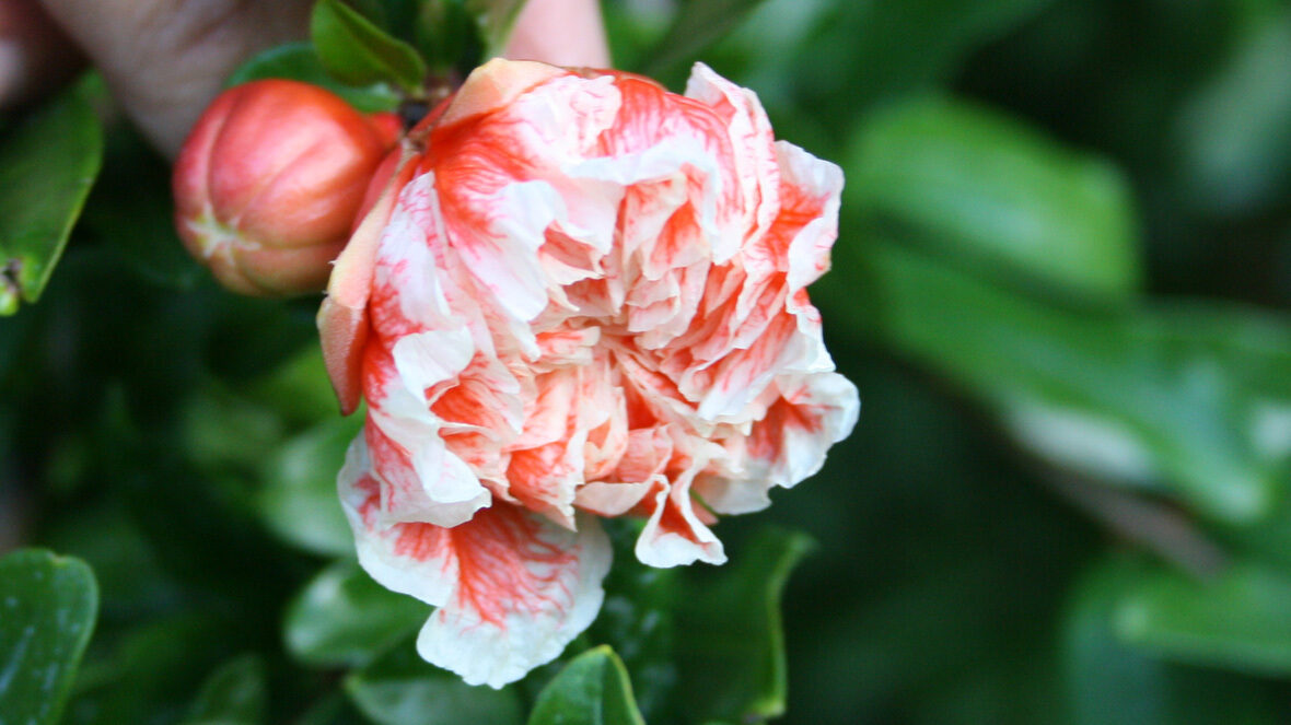 Granatapfel (Punica granatum 'Legrellei')