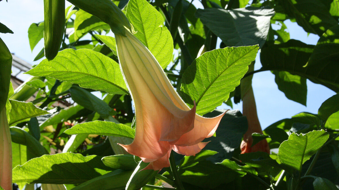 Engelstrompete (Datura Hybride)