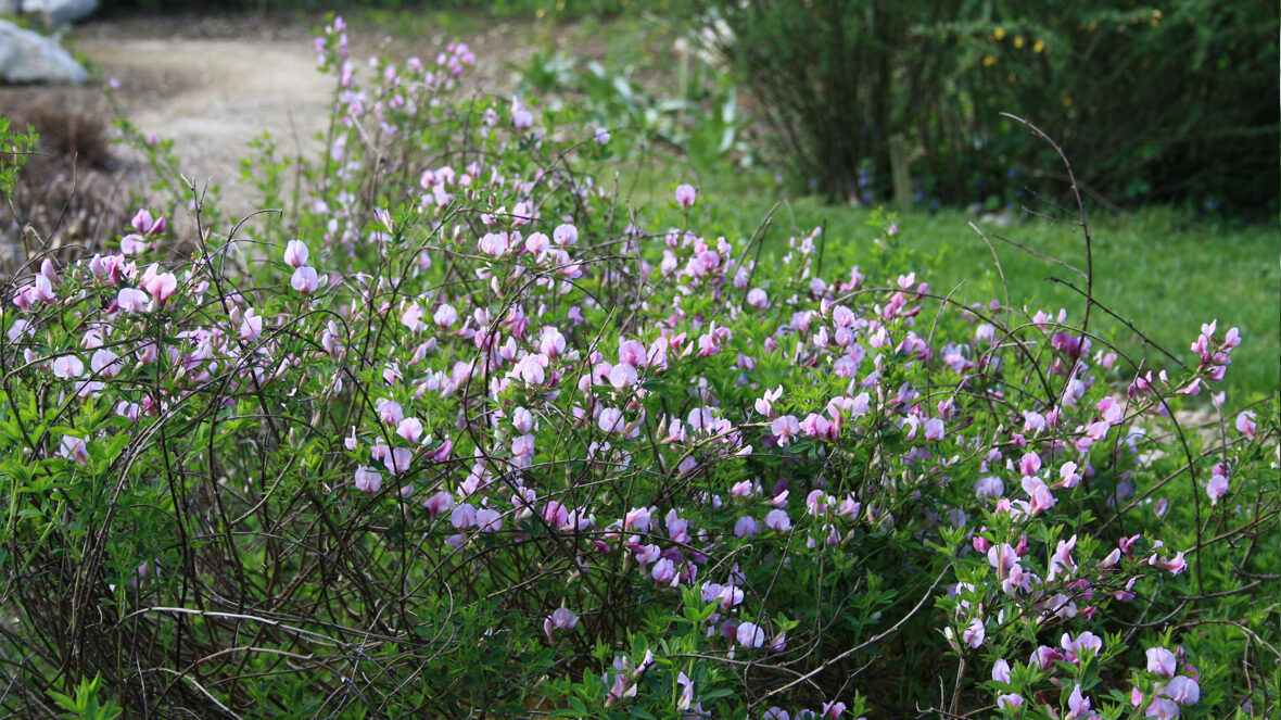Purpur-Zwergginster (Chamaecytisus purpureus)