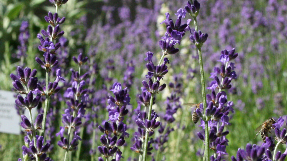Pyrenäen-Lavendel (Lavandula angustifolia ssp. pyrenaica)