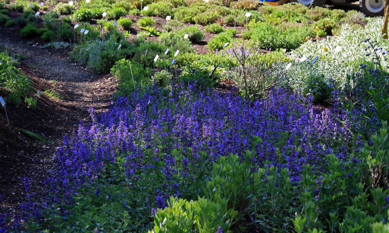 Nepeta x faassenii