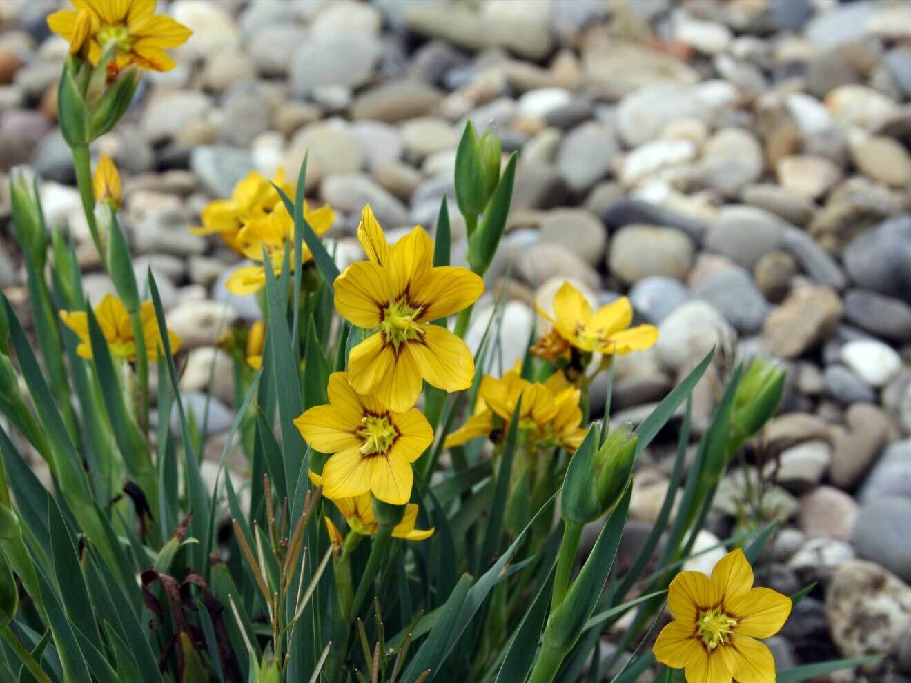 Sisyrinchium macrocarpum