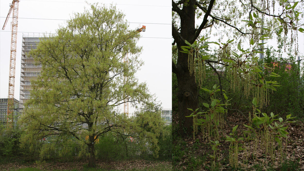 Libanon-Eiche (Quercus libani)