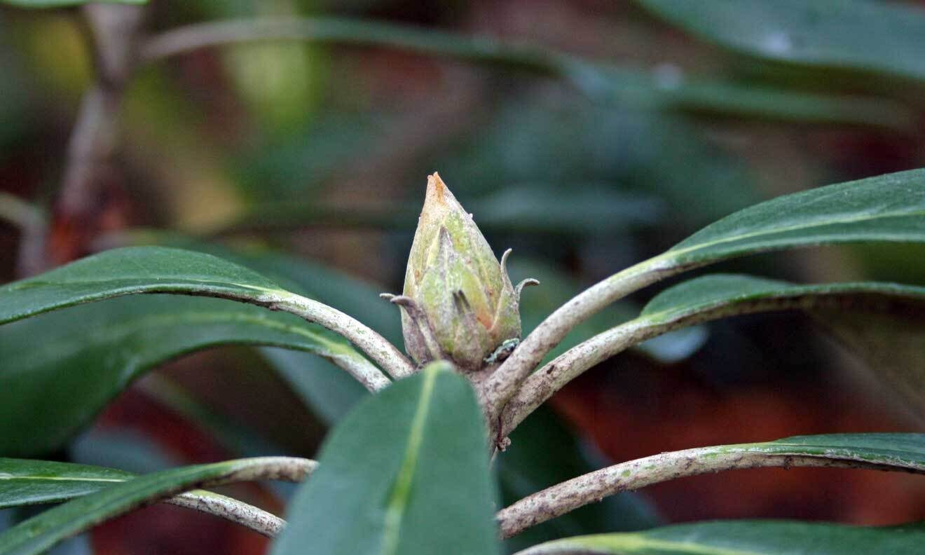 Rhododendron smirnowii