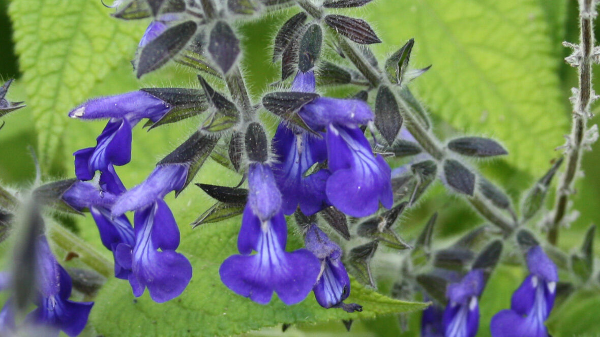 Salbei (Salvia urica)
