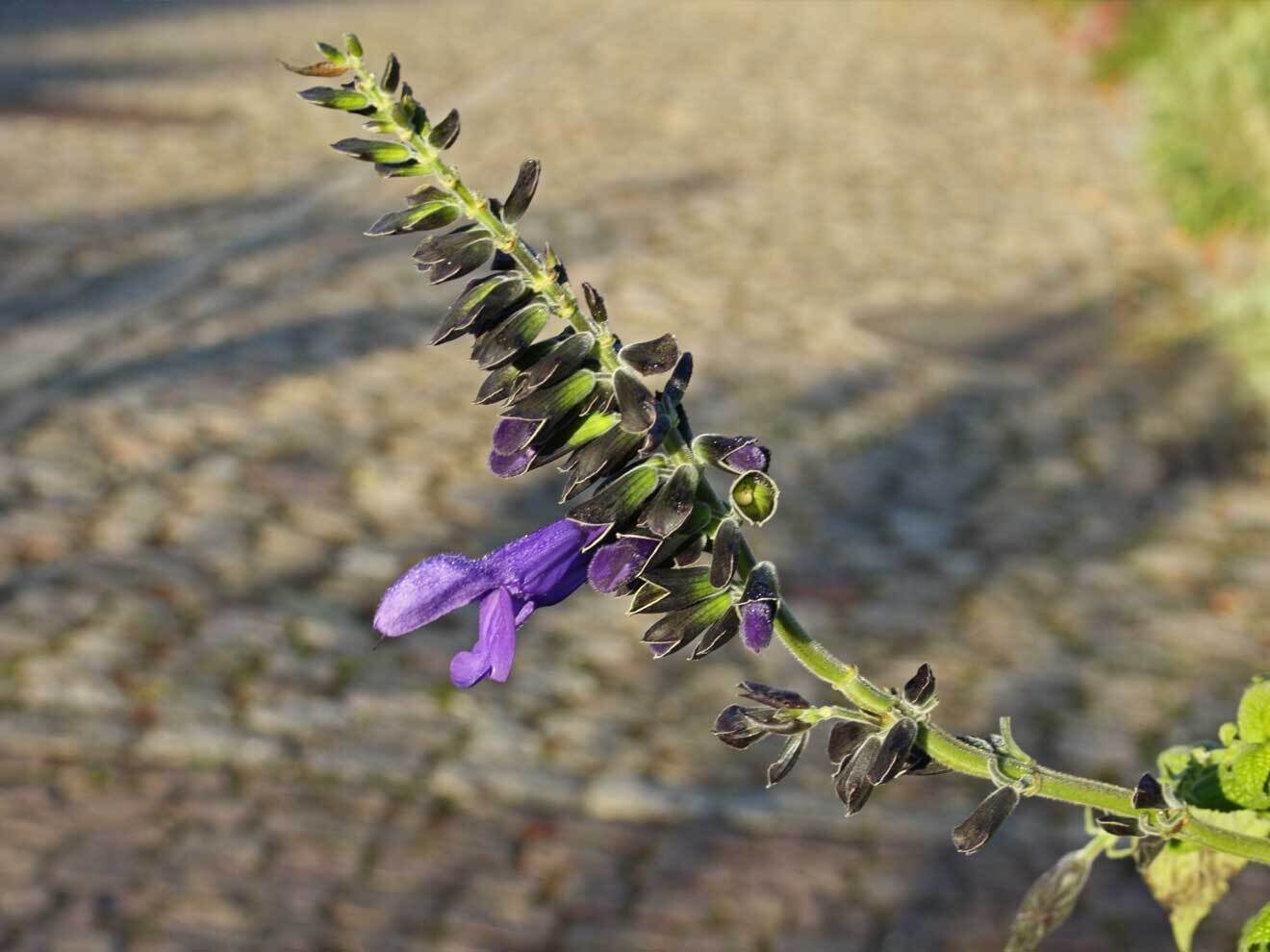 Salvua guaranatica