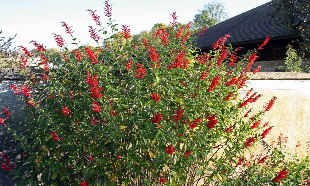 Ananas-Salbei (Salvia elegans 'Scarlet Pineapple')