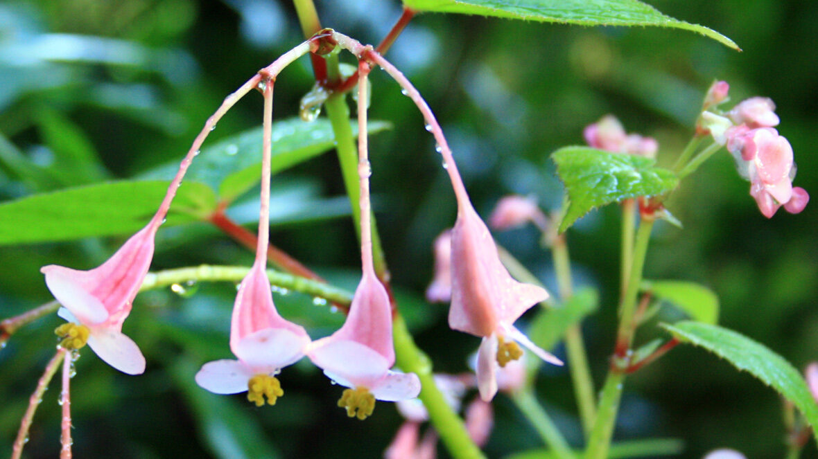 Begonie (Begonia grandis ssp. chinensis)