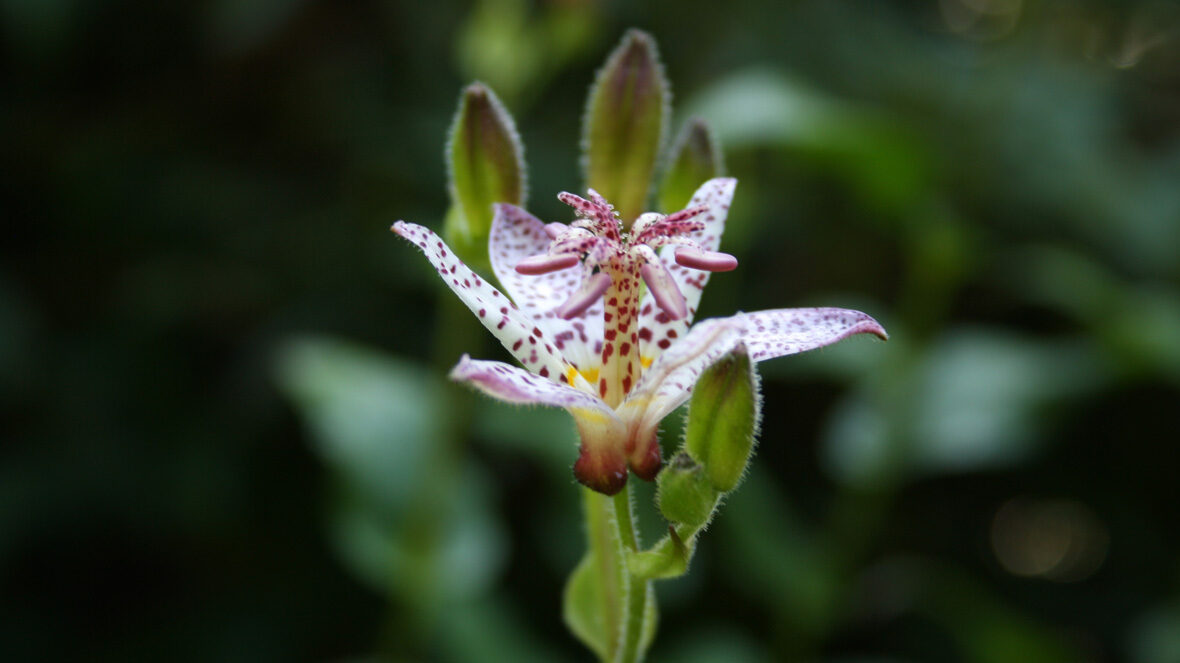 Krötenlilie (Tricyrtis Hybride)