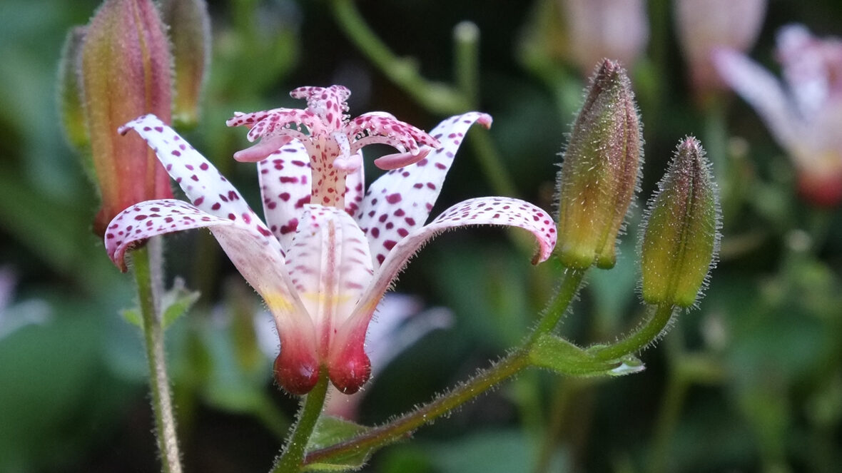 Krötenlilie (Tricyrtis)