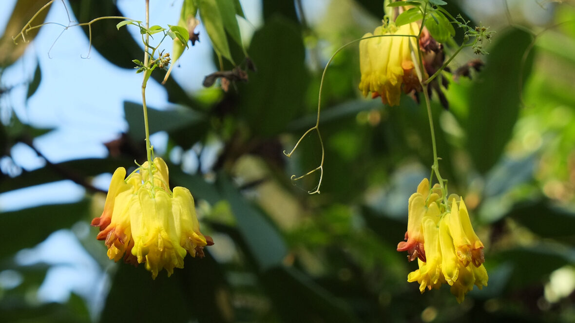Kletterndes Tränendes Herz (Dicentra scandens)
