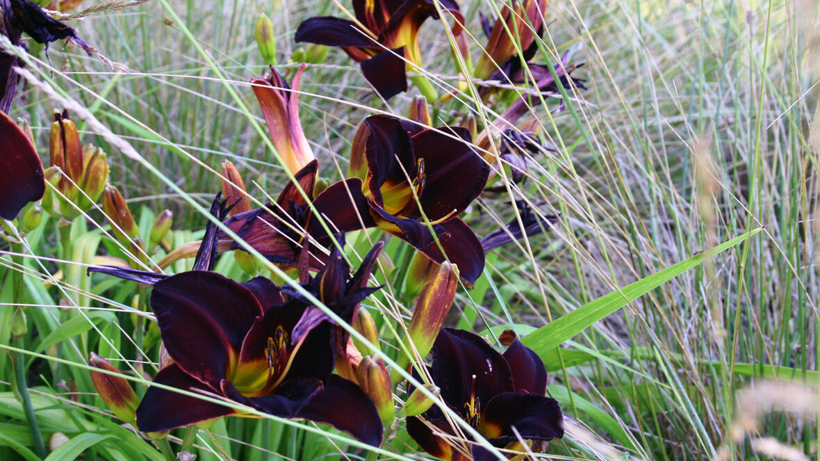 Taglilie (Hemerocallis 'Illini Jackpot')
